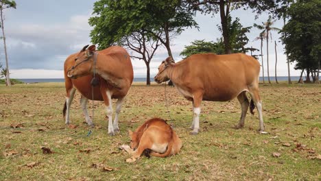 Bali-Cattle,-Brown-Cows-Family-Relaxes-in-Meadow-Grassland-Landscape-of-Indonesia,-Southeast-Asia,-Saba-Beach