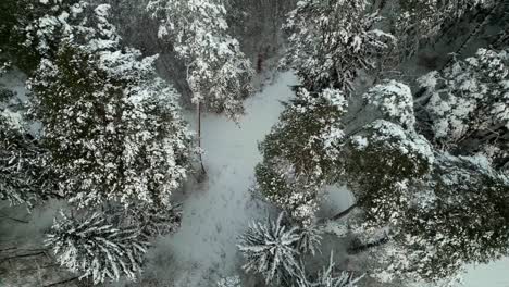 Snowy-forest-from-bird's-eye-view