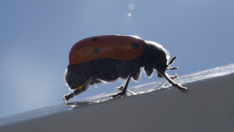 Macro-view-of-tiny-ladybug-insect-on-reflective-surface,-light-from-behind