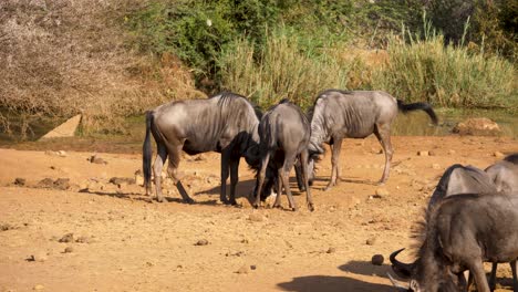 blue-wildebeest-lick-a-salt-rock-laid-out-by-the-rangers-of-a-safari-park-in-South-Africa
