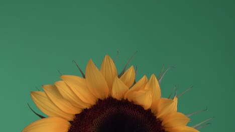 Close-up-revealing-shot-of-a-sunflower-in-full-bloom-with-a-green-background
