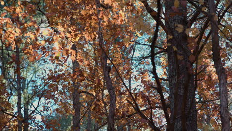 Herbstblätter-Wehen-Im-Wind