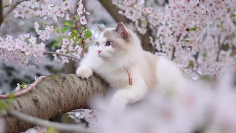 Eine-Kleine-Katze-Versteckt-Sich-Im-Frühling-Auf-Einem-Kirschblütenbaum