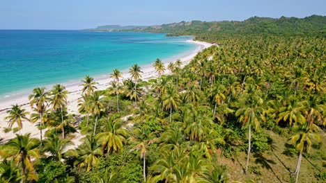 Panoramic-drone-shot-of-tropical-scenery-with-palm-trees,-golden-beach-and-blue-Caribbean-Sea-lighting-by-sun---Dominican-Republic,-Playa-Rincon
