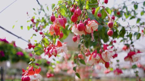 Slow-Pan-Around-Fuchsia-Hanging-Baskets-in-Greenhouse-Red-Pink-and-White