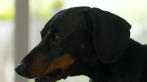 Dachshund-dog-barking-in-domestic-environment,-close-up-face-view