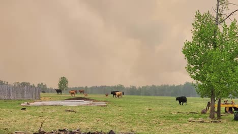 farm-cattle-fleeing-forest-fire,-smoke-smog-in-the-air-pollution,-animals-endangered-by-flames,-dry-land,-climate-change,-temperature-changes,-cows-calfs-bulls-flee-meadow