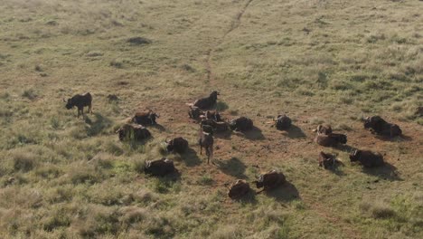 Drone-aerial-of-large-Wildebeest-herd-lazing-in-the-early-morning-sun