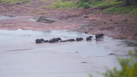 Afrikanische-Elefantenherde-Kommt-Nach-Der-Überquerung-Aus-Dem-Fluss-Ans-Ufer