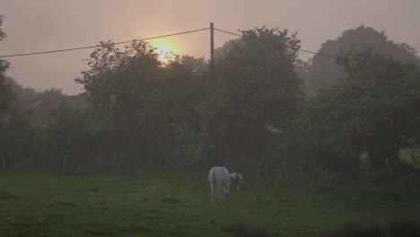 Horses-Graze-In-Early-Morning-Mist