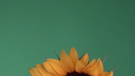 Macro-tilting-shot-showing-blooming-sunflowers-in-a-vase