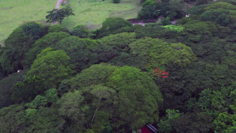Flight-over-rainforest-canopy,-small-houses-dispersed-everywhere