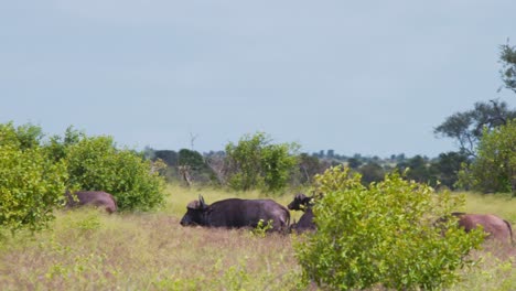 Afrikanische-Büffelherde-Marschiert-Im-Hohen-Savannengras,-Ein-Stier-Tänzelt