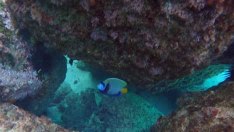 Snorkelling--beautiful-butterfly-fish-swimming-near-rocks-with-seaweeds-slow-motion-1