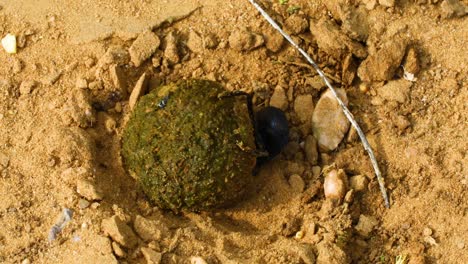 Closeup-video-of-a-dung-beetle-with-a-dung-ball
