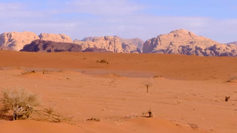Camello-Solitario-Caminando-Por-El-Desierto-De-Arena-Roja-Y-El-Paisaje-Montañoso-De-Wadi-Rum-En-Jordania