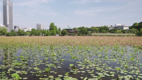 Paisaje-Del-Río-Estanque-Shinobazuno-En-Un-Día-Soleado-En-El-Parque-Ueno,-Tokio