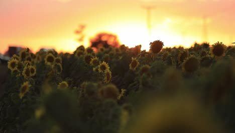 A-sunflower-field-peaceful-in-the-morning-sun-with-a-busy-road-in-the-background
