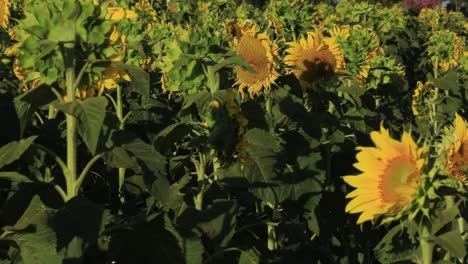 The-end-of-the-flowering-of-the-sunflowers-and-the-beginning-of-the-harvest