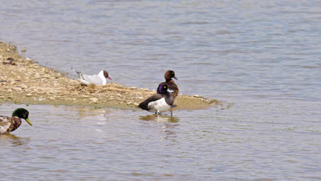 Wild-ducks-mallard-male,-female-on-the-lake-shore-in-Lincolnshire-marshlands