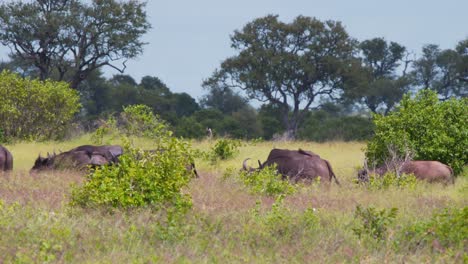 Herde-Afrikanischer-Büffel,-Die-In-Der-Hitze-Durch-Hohes-Savannengras-Marschieren