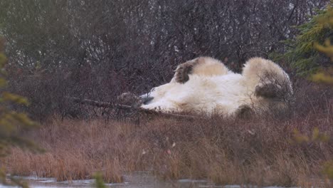 Slow-motion-lounging-polar-bear-laying-on-its-back-amongst-the-sub-arctic-brush-and-trees-of-Churchill,-Manitoba