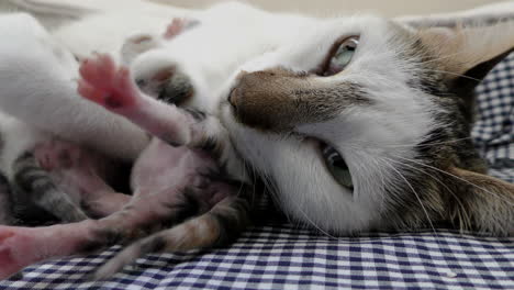 Mother-cat-feeding-her-baby-kittens-milk,-kittens-begin-to-nurse-1-2-hours-after-birth