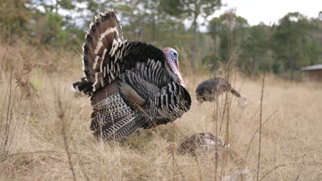Wild-Turkey-Gobblers-Thanksgiving-Nature