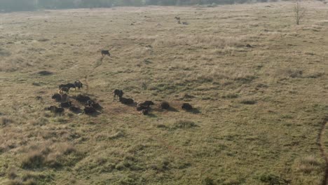 Drone-aerial-of-Wildebeest-herd-in-the-wild-early-morning