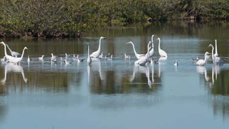 Great-white-Egret-in-a-lake-at-Merrit-Island,-Florida