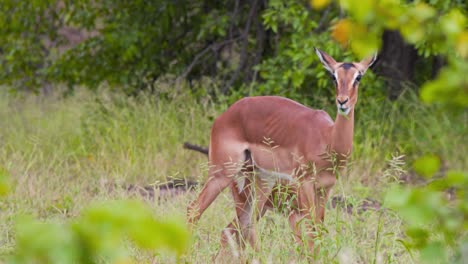 Impala-antelope-mother-grazing-in-grass,-her-calf-hiding-behind-her