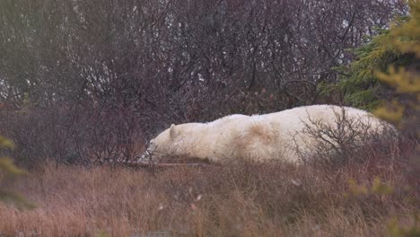 Slow-motion-napping-polar-bear-wakes-up,-gets-up-bum-first-then-shakes-off-water-amongst-brush-and-trees-of-Churchill-Manitoba