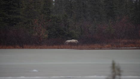 Long-shot-of-a-polar-bear-waiting-for-the-winter-freeze-up-beside-a-pond-and-trees-of-Churchill,-Manitoba