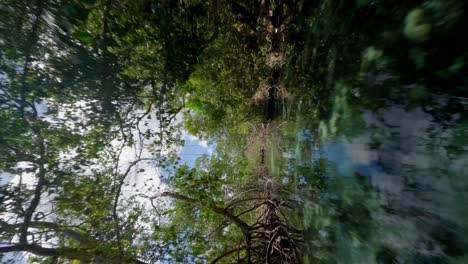 Drone-flying-at-low-altitude-over-transparent-and-shallow-waters-of-Caño-Frio-river-in-tropical-forest,-Samana-in-Dominican-Republic