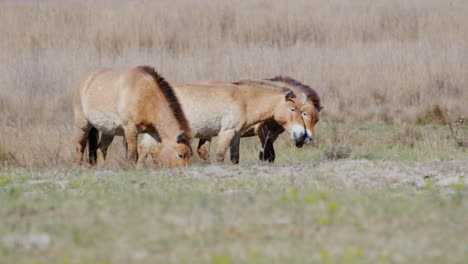 Group-of-wild-Przewalski-horses-grazing-and-standing-prairie