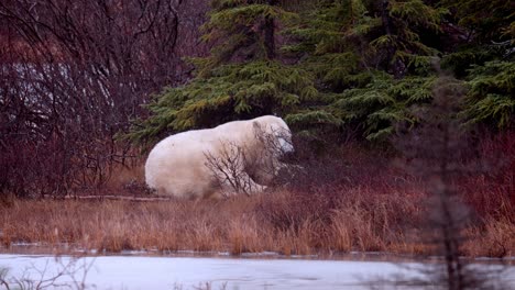 Un-Oso-Polar-Sentado-Y-Esperando-Que-El-Invierno-Se-Congele-Entre-La-Maleza-Subártica-Y-Los-árboles-De-Churchill,-Manitoba