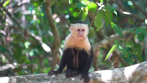 Capuchin-Monkey-sits-down-on-branch-in-jungle-and-scratches-before-laying-down