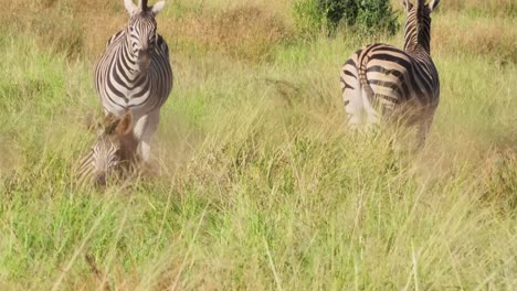 Funny-animal-behavior-as-plains-zebra-rolls-in-sand-kicking-up-dust-in-grassland