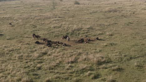 Drone-aerial-of-a-Wildebeest-herd-lazing-in-the-morning-sun