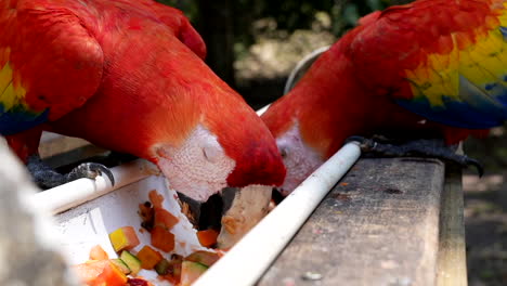 Close-up:-Scarlet-macaws-eating-fruit-at-mexican-jungle
