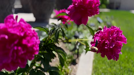 Peony-flowers-growing-in-the-garden---isolated-handheld