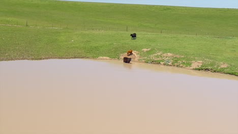 Kühe-Stehen-In-Einem-Teich,-Nutztiere-An-Der-Wasserstelle