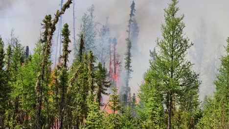 Wildfire-spreads-through-dense-woods