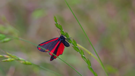 Cinnabar-moth-is-a-brightly-coloured-arctiid-moth-found-as-a-native-species-in-Europe-and-western-and-central-Asia