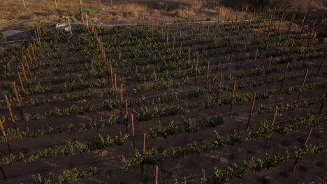 Blick-Von-Einer-Drohne,-Die-Bei-Sonnenuntergang-Tief-über-Einen-Weinberg-In-Mexiko-Fliegt