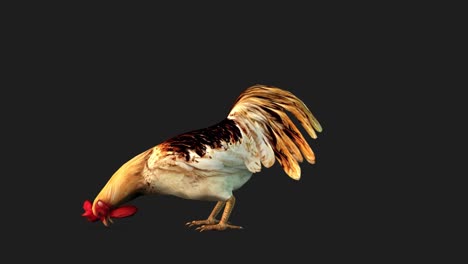 A-rooster-standing-and-eating-on-black-background,-3D-animation,-animated-animals,-seamless-loop-animation