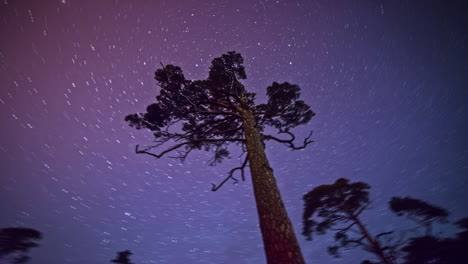 A-tall-tree-pointing-directly-at-Polaris-or-the-North-Star---starry-rotating-time-lapse