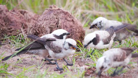 Southern-white-crowned-shrike-birds-pecking-at-dung-remains-in-grass