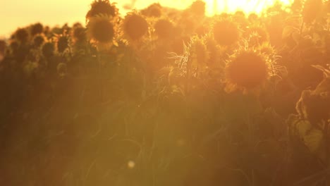 Ein-Verträumtes-Bild-Von-Sonnenblumen-Und-Fliegenden-Insekten-Im-Dunst-Des-Sonnenlichts