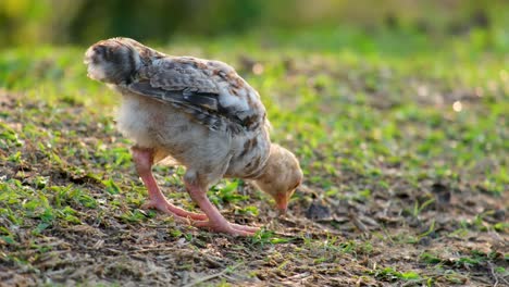 A-young-chicken-rooster-hen-Scratching-Grass-Foraging-For-Food